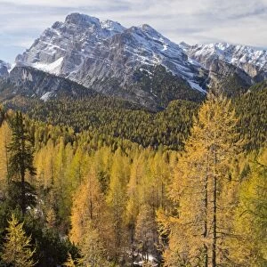 View of across European Larch (Larix decidua) forest habitat towards mountain peak, Monte Cristallo, Dolomites