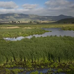 View of extensive reedbeds in wetland habitat, Wakkerstroom, Mpumalanga, South Africa, November