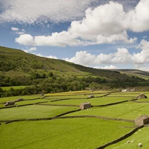 View of farmland with drystone walls, stone barns and sheep grazing in pasture, Gunnerside, Swaledale