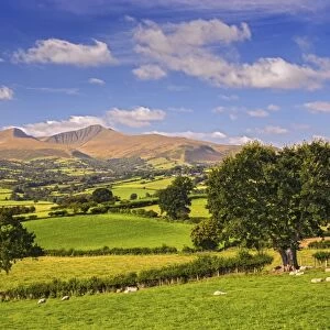 View of farmland with sheep in pasture and hills in distance, Penyfan and Corn Du, Brecon Beacons N. P