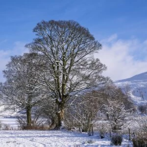 View of farmland and trees covered in snow, Dinkling Green, Whitewell, Clitheroe, Forest of Bowland, Lancashire