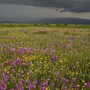 View of flowery hay meadows dominated by Giant Milkwort, with approaching storm, near Ardahan, Anatolia, Turkey, July