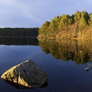 View of freshwater loch and pine forest habitat, Loch Garten, Abernethy Forest, Strathspey, Cairngorm N. P