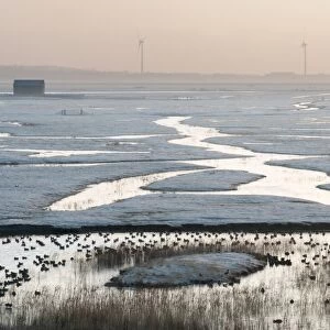 View of frost covered flooded coastal grazing marsh marsh habitat with ducks at sunrise
