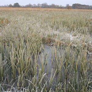 View of frozen sedge and reedbed habitat in snow, in river valley fen, Redgrave and Lopham Fen N. N. R