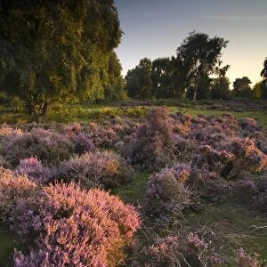 View of heathland with flowering heather in evening sunlight, Sutton Heath, Sandlings, Suffolk, England, august