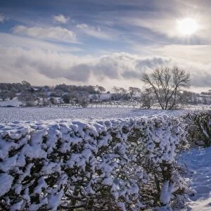View of hedgerow and farmland covered with snow, Whitewell, Clitheroe, Forest of Bowland, Lancashire, England, January