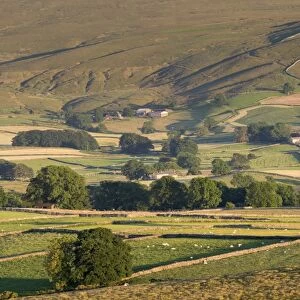 View of hill farms with pasture, drystone walls and sheep grazing in evening, near Ravenstonedale, Cumbria, England