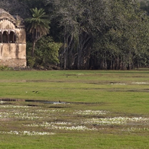View of lake habitat and fortress ruin, Ranthambore N. P. Rajasthan, India
