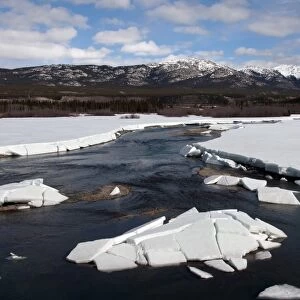 View of melting ice on river during spring breakup, Yukon River, Whitehorse, Yukon, Canada, april