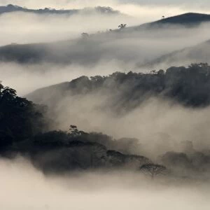 View over mist shrouded lowland rainforest habitat at dawn, Soberania N. P. Panama
