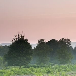 View of misty lowland heathland habitat at dawn, Hothfield Heathlands, Hothfield, Kent, England, August