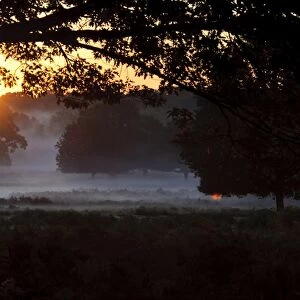 View of misty parkland habitat at sunrise, Richmond Park, London, England, October