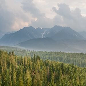 View over montane coniferous forest habitat at sunset, Tatra Mountains, Western Carpathians, Poland, June