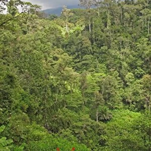 View of montane rainforest habitat, Kerinci Seblat N. P. Sumatra, Greater Sunda Islands, Indonesia, June