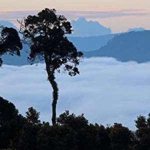 View over montane rainforest habitat with low cloud in valley at dawn, Kerinci Seblat N. P
