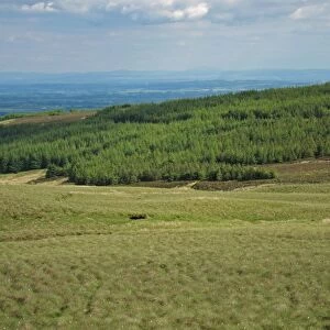 View of moorland and conifer plantation, Kelburn, North Ayrshire, Scotland, june