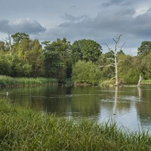 View of parkland lake created from dammed river, Clumber Lake, River Poulter, Clumber Park, Nottinghamshire, England