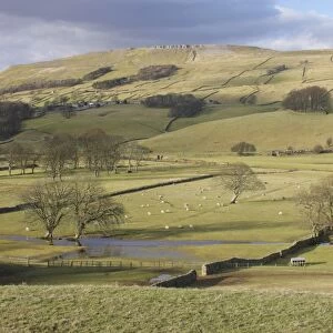 View of pasture with sheep, drystone walls, bare trees and floodwater in valley bottom, River Ure, Burtersett