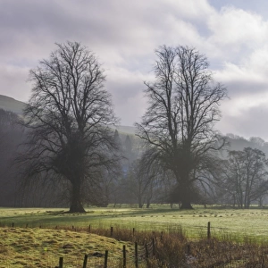 View of pasture and trees in mist, Whitewell, Clitheroe, Forest of Bowland, Lancashire, England, January