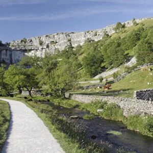 View of path beside stream, drystone walls, pasture with grazing cattle and limestone cliff, Malham Cove, Malhamdale