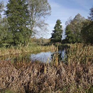 View of pond and trees on unimproved wet grazing meadow, River Dove, Thornham Magna, Suffolk, England, october