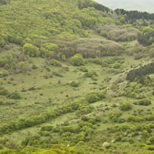 View of prime Marsican Brown Bear (Ursus arctos marsicanus) habitat, below bear-watching point, Gioia Vecchio