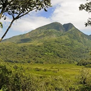 View of quiescent volcano emerging from swamp and bamboo forest habitat, Mount Kahuzi, Kahuzi-Biega N. P