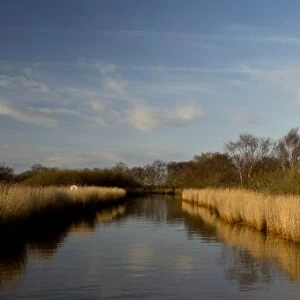 View of reeds growing beside dyke in wetland habitat, Meadow Dyke, near Hickling Broad, River Thurne, The Broads N. P