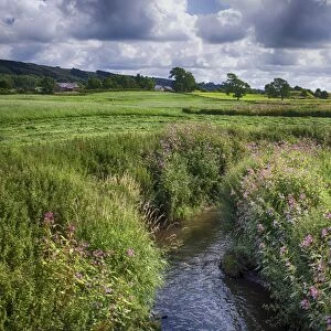 View of river with flowering Himalayan Balsam (Impatiens glandulifera) introduced invasive species, River Loud
