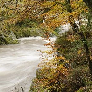 View of river and trees with leaves in autumn colour, River Conwy, Conwy, Wales, November