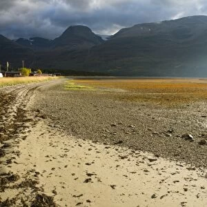 View of seaweed on beach at low tide, Lyngen Fjord, Skibotn, Lapland, North Norway, September