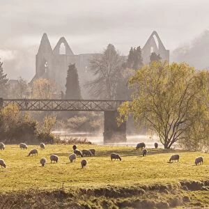 View of sheep flock grazing in pasture and Cistercian abbey ruins at sunrise, Tintern Abbey, Tintern, Wye Valley