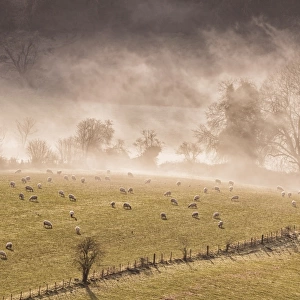 View of sheep flock grazing in pasture beside river, shrouded in mist at sunrise, Lower Wyndcliff, Chepstow, River Wye