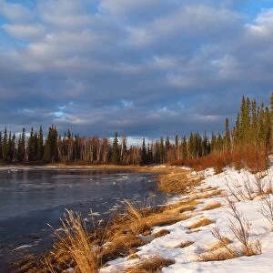 View of snow covered boreal forest habitat at edge of river in early spring, Kanuti National Wildlife Refuge