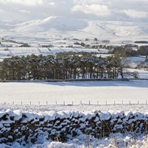 View over snow covered farmland and conifer trees, Ravenstonedale Common, Ravenstonedale, Cumbria, England, December