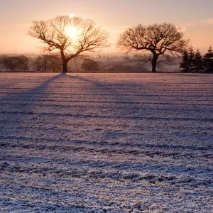 Visión de un campo cubierto de nieve arado con el sol naciendo detrás de los árboles desnudos en Yorkshire Inglaterra diciembre Visión de un campo cubierto de nieve arado con el sol naciendo detrás de los árboles desnudos en Yorkshire Inglaterra diciembre
