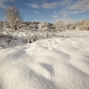 View of snow covered urban park, Shirebrook Valley, Sheffield, South Yorkshire, England, december View of snow covered urban park, Shirebrook Valley, Sheffield, South Yorkshire, England, december