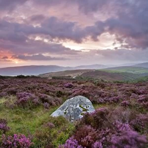 View of standing stone with flowering heather being blown in wind on moorland at sunrise, Whit Stones, Porlock Common