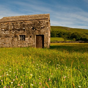 View of stone barn in wildflower meadow, Muker, Swaledale, Yorkshire Dales N. P. North Yorkshire, England, june
