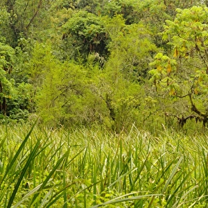 View of swamp in forest habitat, Kahuzi-Biega N. P. Kivu Region, Democratic Republic of Congo, november