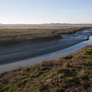 View of tidal creek and saltmarsh habitat at low tide, Regneville-sur-mer, Manche, Normandy, France, December