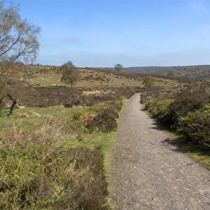 View of track through heathland habitat, Sherbourne Valley, Cannock Chase, Staffordshire, England, april