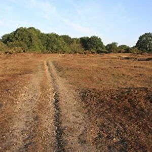 View of track through lowland heathland reserve habitat, Wortham Ling, Upper Waveney Valley, Suffolk, England, june