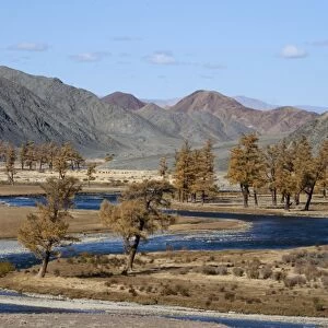 View of trees in autumn colour along meandering river bank, River Khovd, Altai Mountains, Bayan-Ulgii