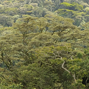 View of tropical forest habitat, Kahuzi-Biega N. P. Kivu Region, Democratic Republic of Congo, November