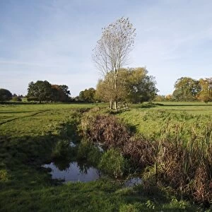 View of unimproved wet grazing meadow, River Dove, Thornham Magna, Suffolk, England, october