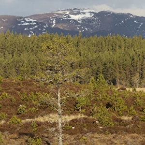 View of upland coniferous forest habitat, Glenfeshie, Cairngorms, Highlands, Scotland, january