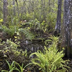 View of vegetation in cypress swamp habitat, Corkscrew Swamp Sanctuary, Florida, U. S. A