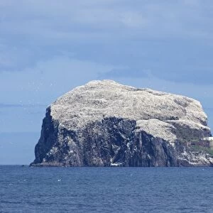View of volcanic plug island and sea, with Northern Gannet (Morus bassanus) nesting colony, Bass Rock, Firth of Forth